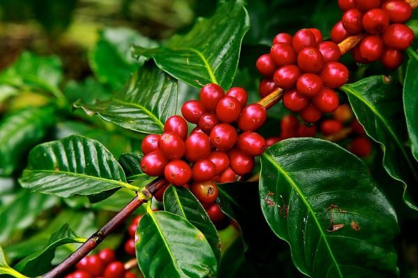 Gesha Coffee: What It Is, Who It’s For, and Why It Matters