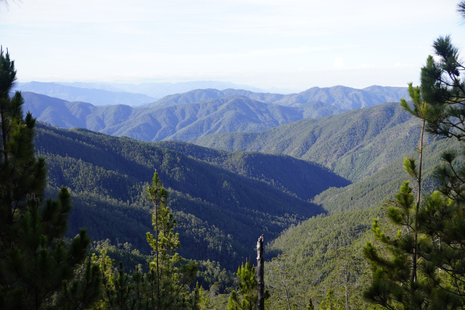 Why High-Altitude Coffee Feels Different