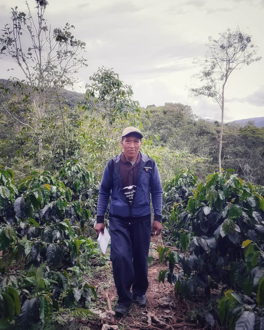 Where Coffee Began: The Untold Story of Dominican Coffee