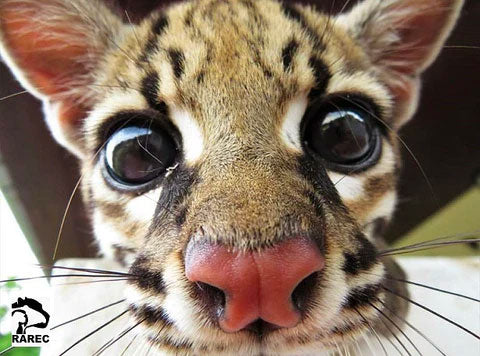 Close-up of a ocelot's face with a blurred background