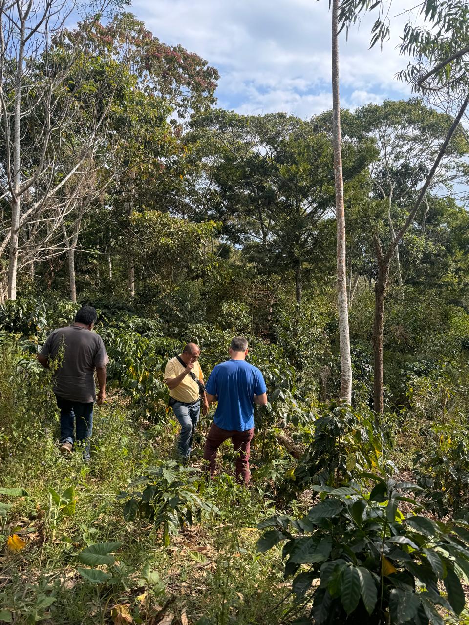 Three people walking through a forested area with coffee plants.