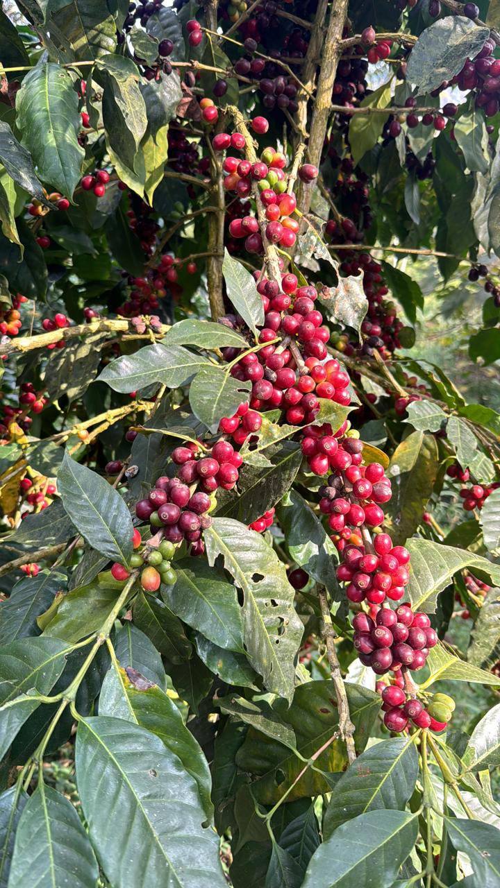 Red coffee berries on a coffee plant with green leaves