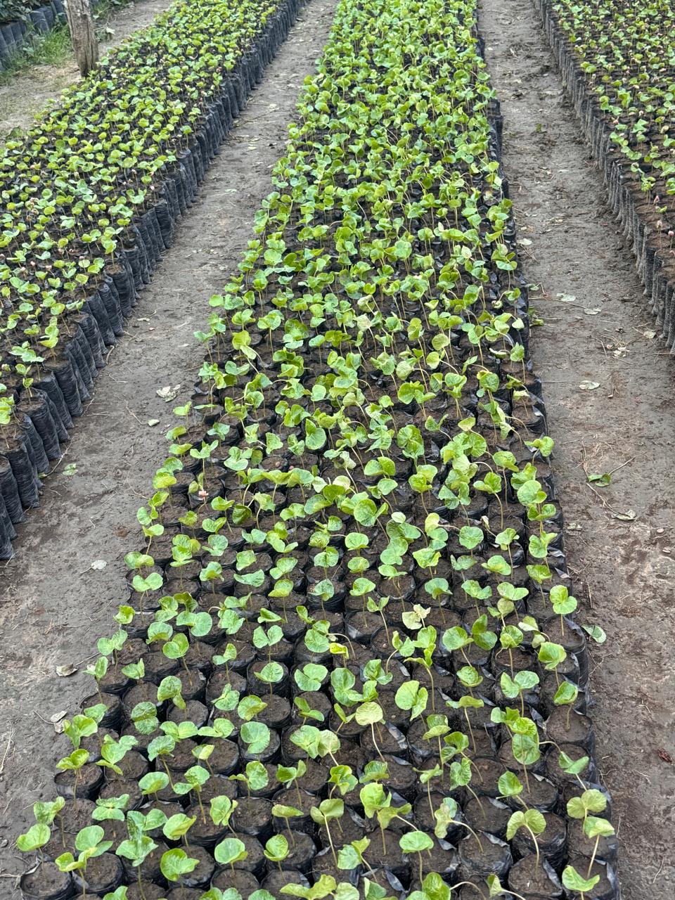 Rows of young plants in black pots on a dirt ground