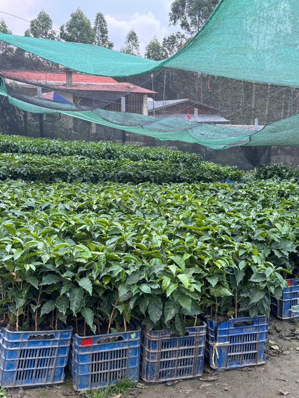 Row of young coffee plants in blue crates under a green shade structure.