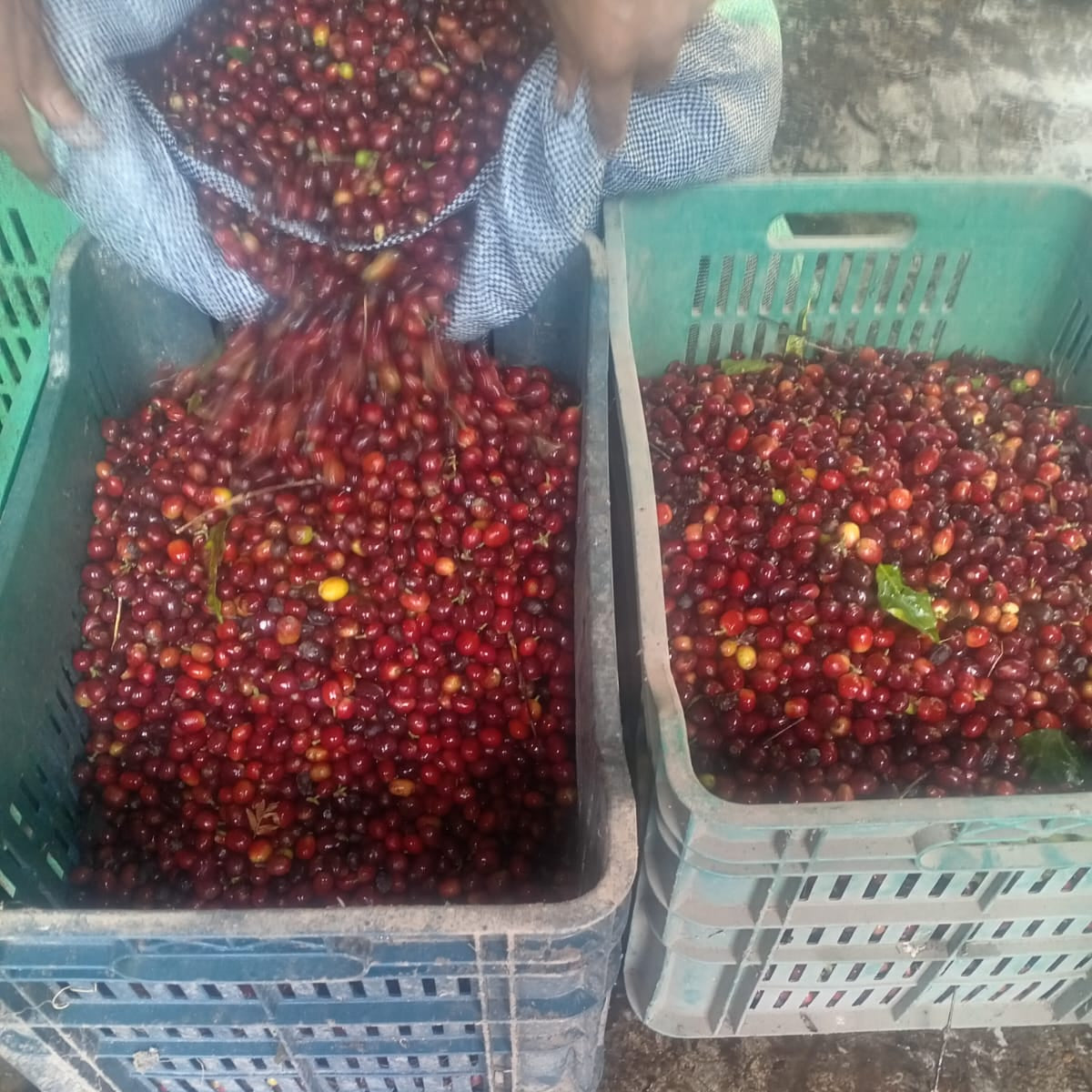 Person sorting red berries into plastic baskets outdoors