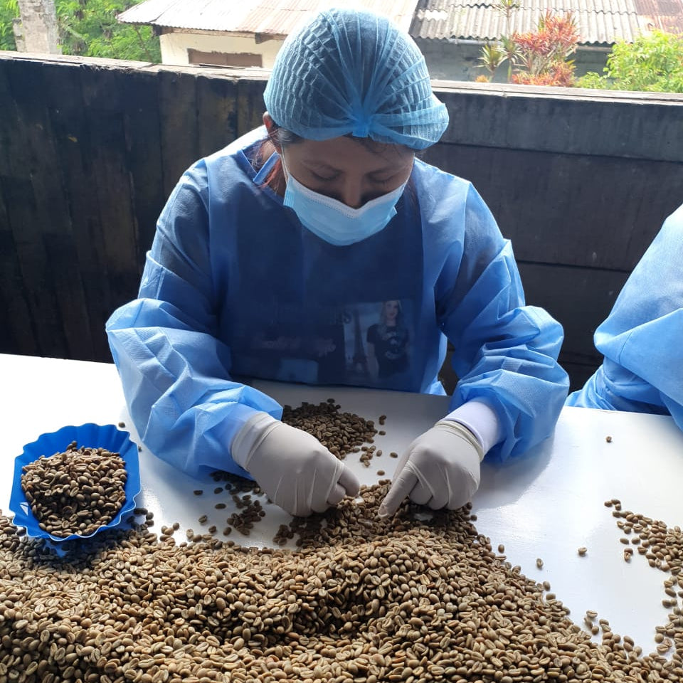Person in blue protective gear sorting coffee beans on a table outdoors.