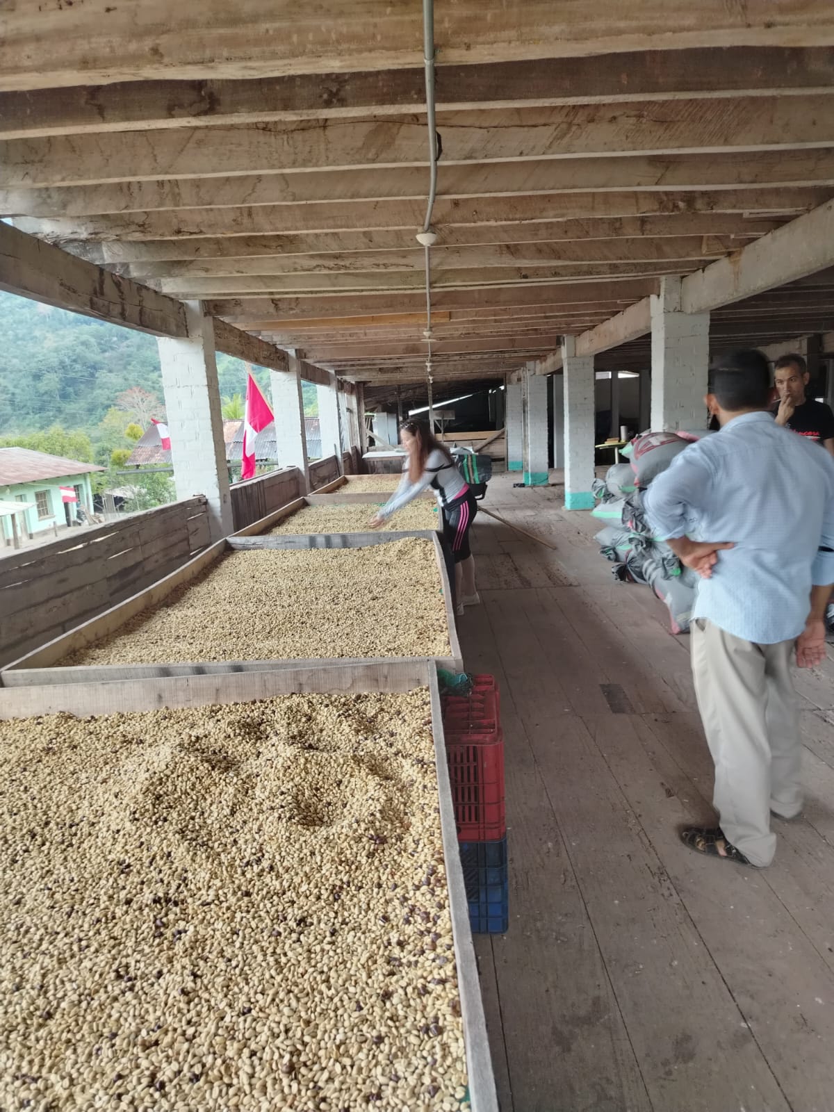 People observing coffee beans on drying racks under a wooden roof.