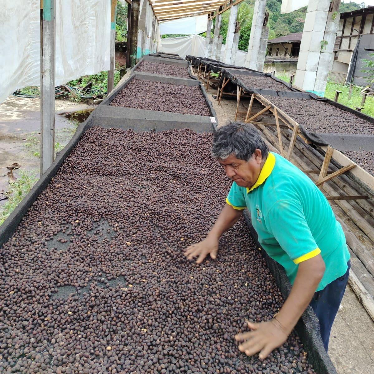 Person sorting coffee beans on a drying rack under a wooden canopy.