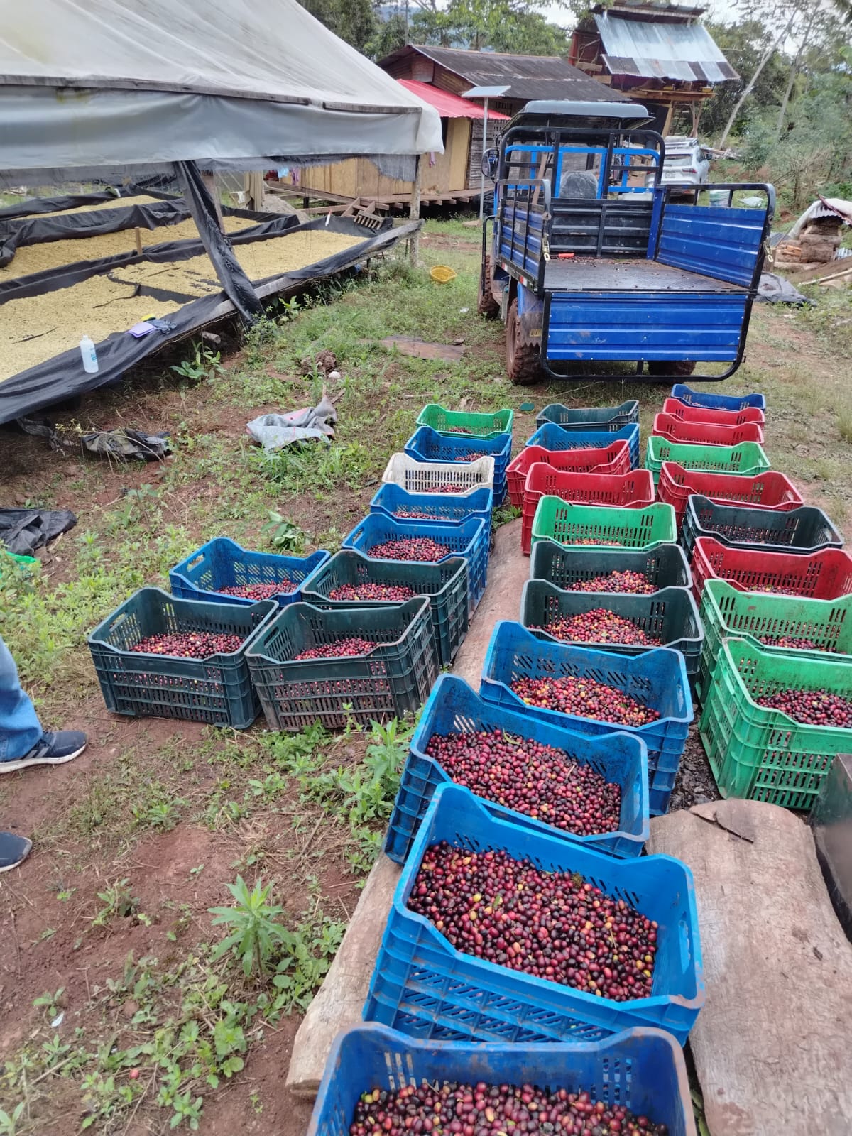 Baskets of coffee beans on a dirt ground with a truck in the background