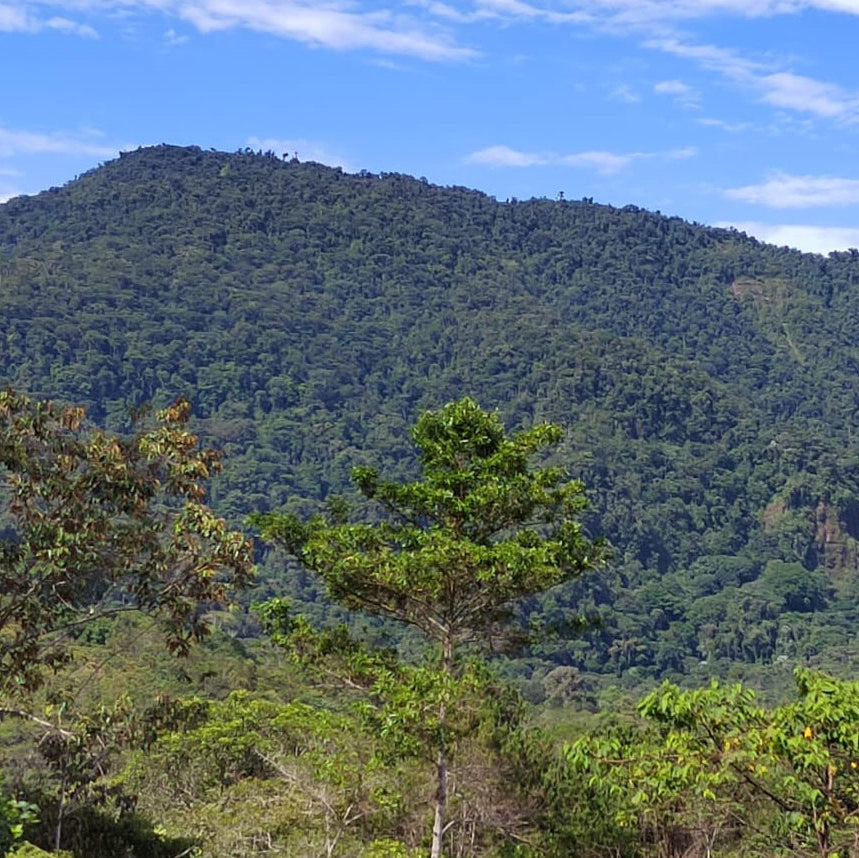 Forested mountain under a blue sky with some clouds