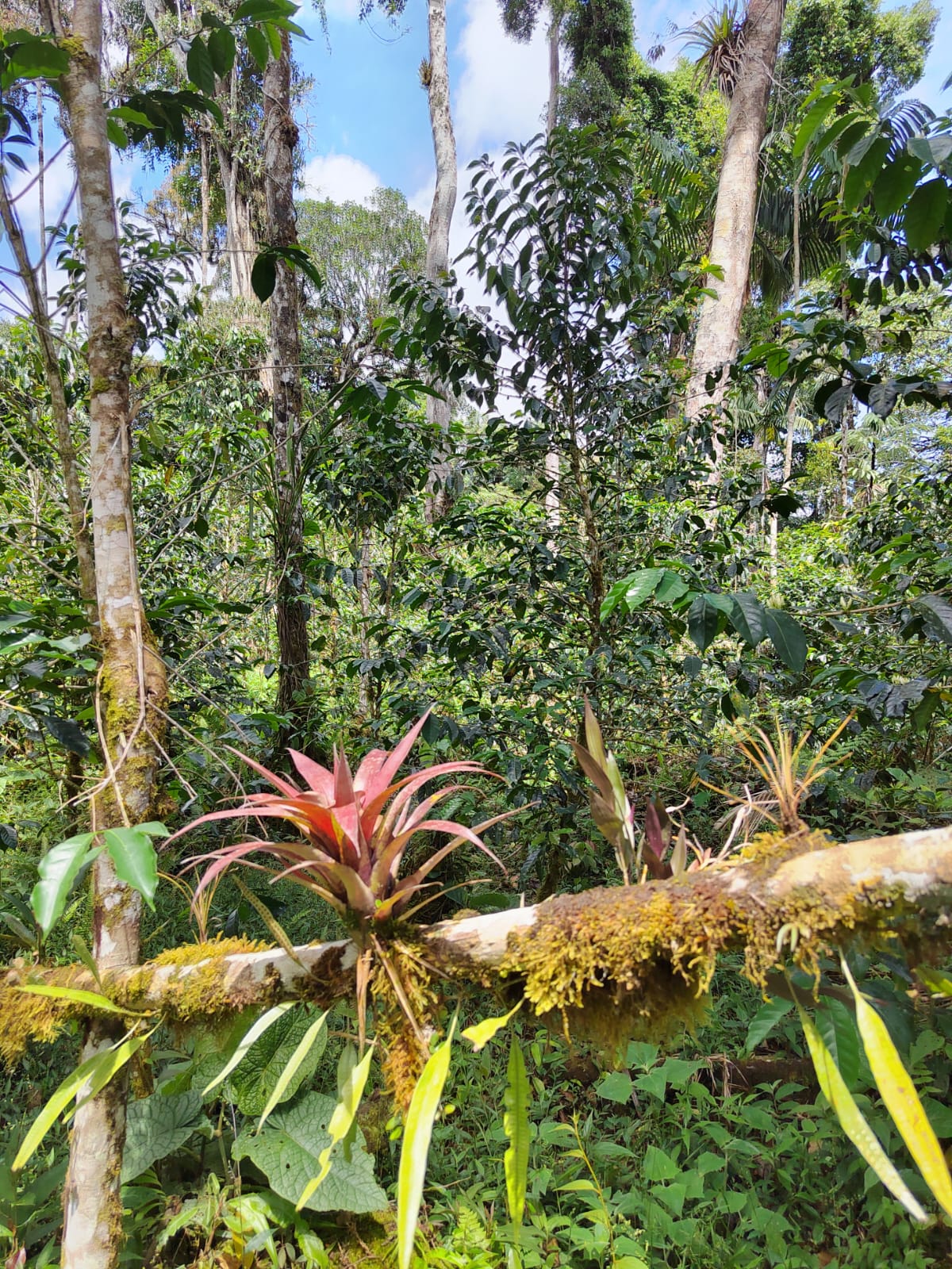 Tropical forest with a red bromeliad plant on a branch