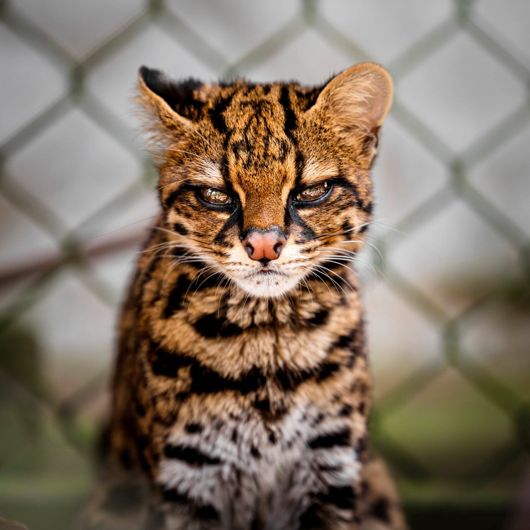Ocelot in front of a chain-link fence with a blurred background