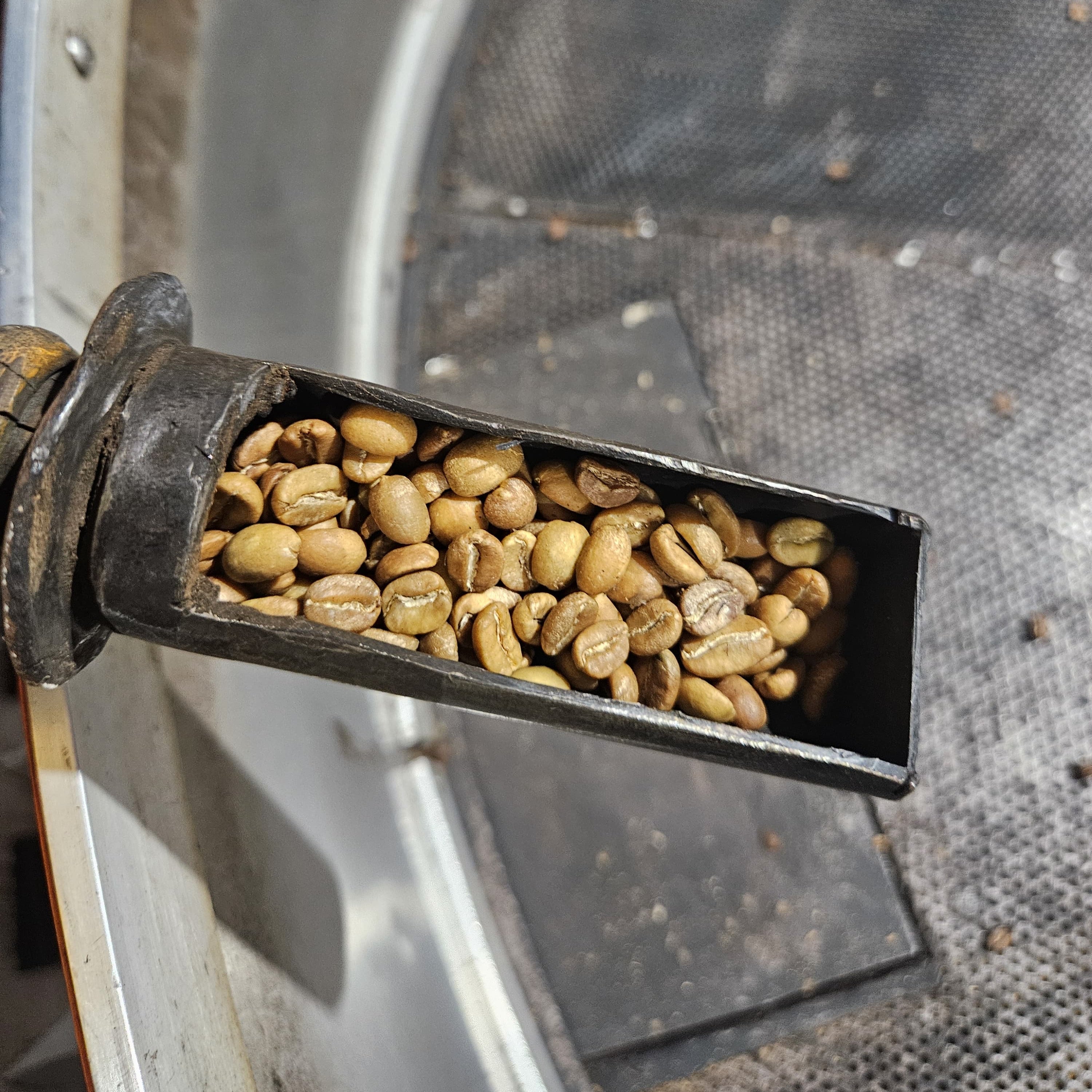 Coffee beans in a metal scoop with a blurred background