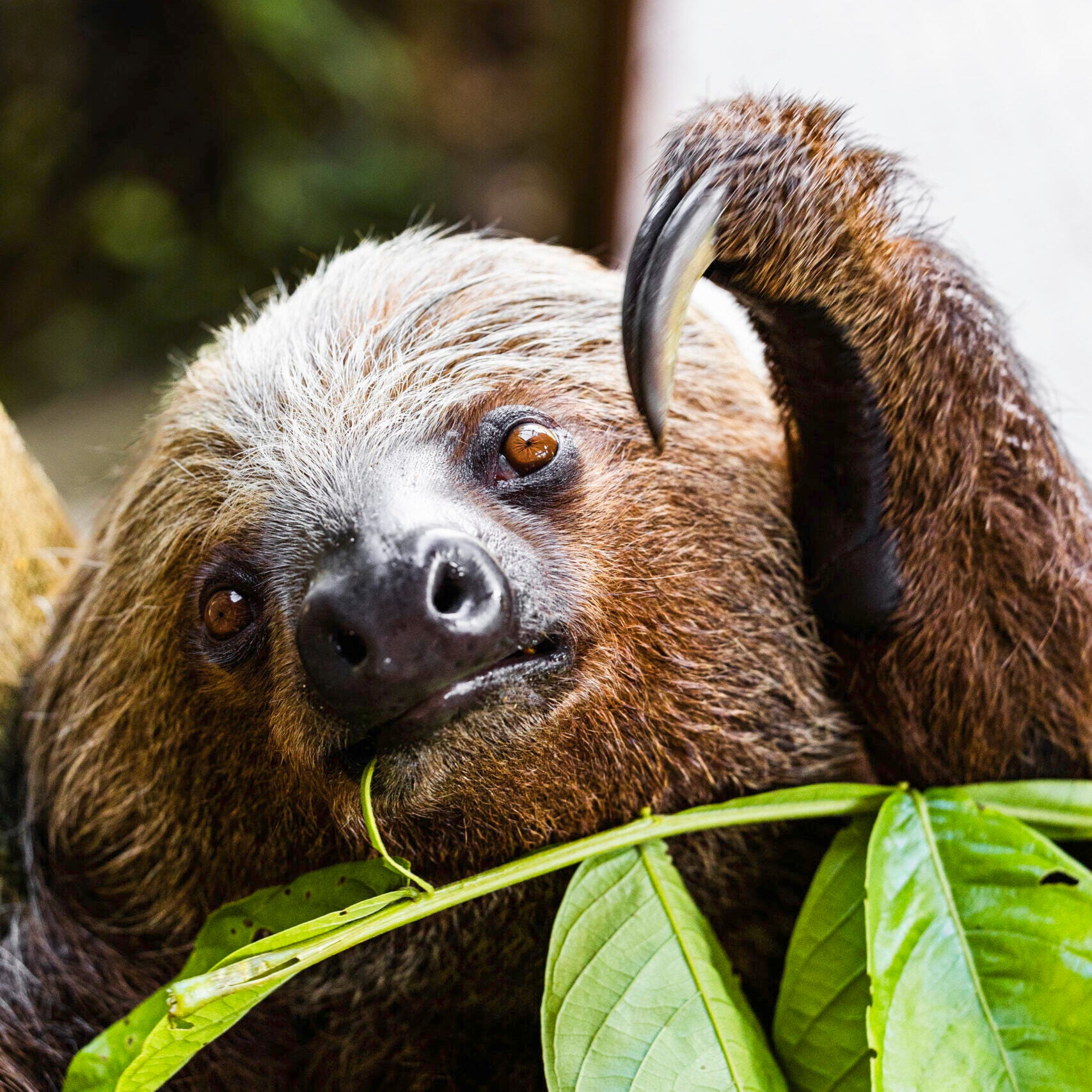 Close-up of a sloth holding onto a branch with green leaves