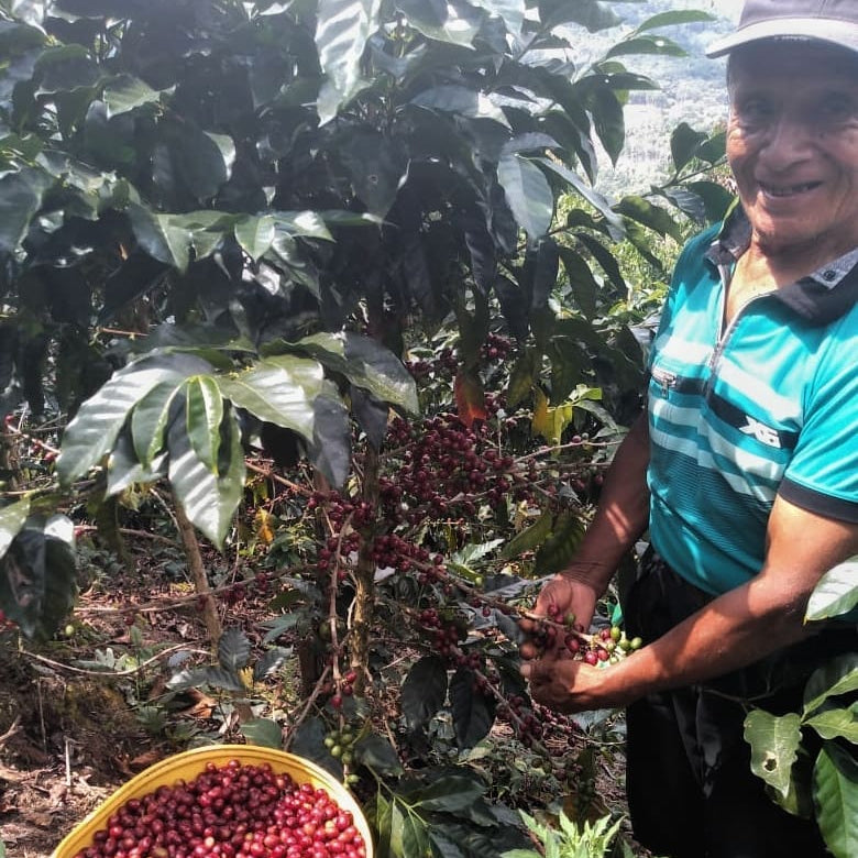 Man harvesting coffee cherries in a coffee plantation