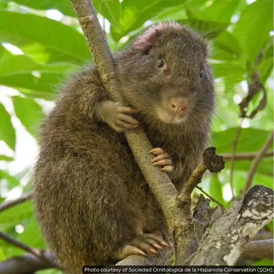 Small Hutia mammal climbing a tree branch with green leaves in the background