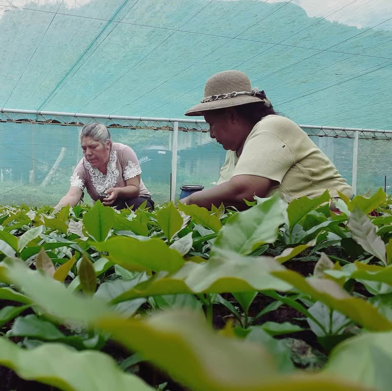 Three people working in a greenhouse with plants in the foreground