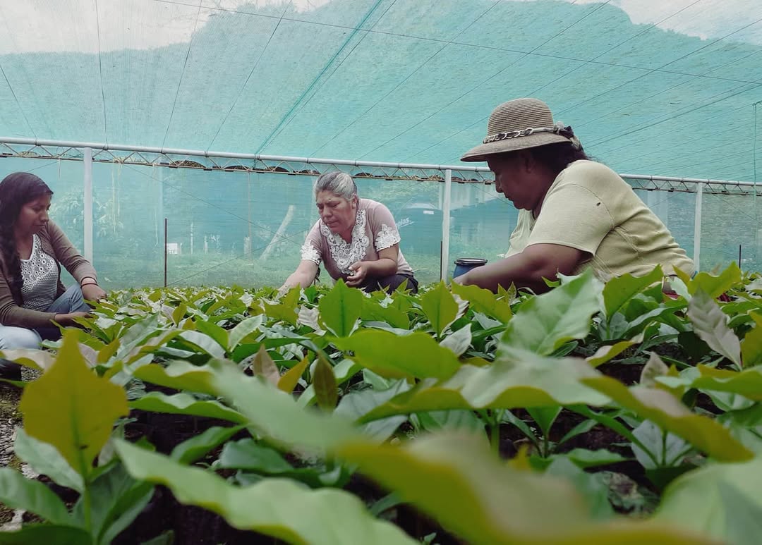 Three people working in a greenhouse with plants in the foreground