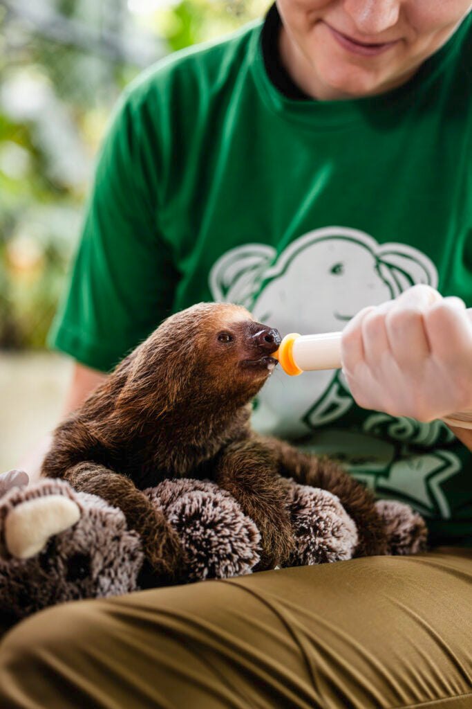 Person feeding a baby sloth with a bottle, wearing a green shirt with a logo.