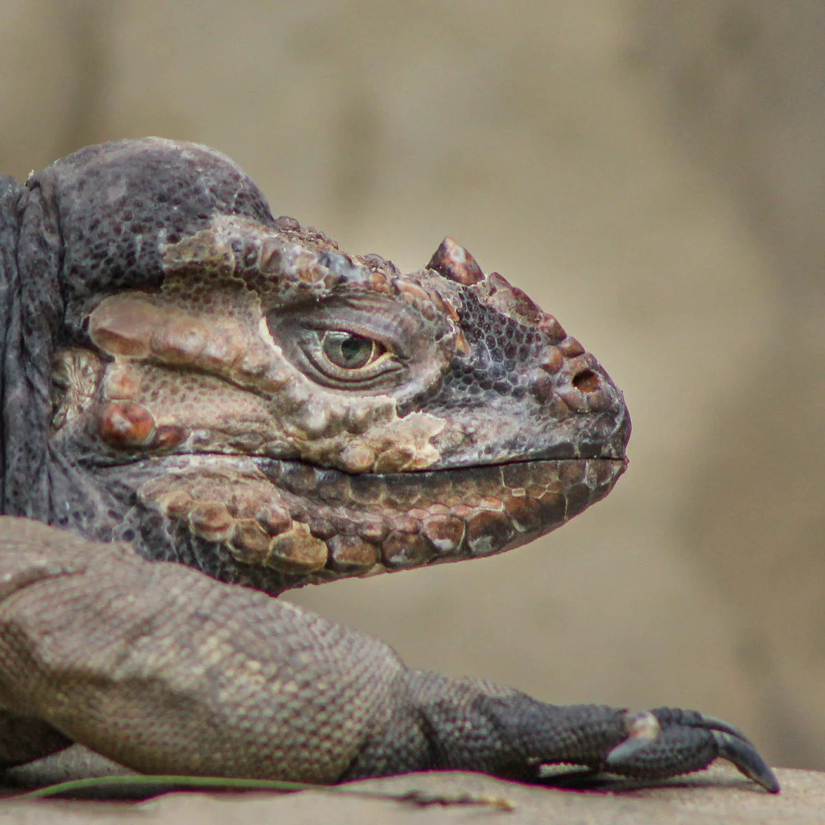 Close-up of a lizard's head with a blurred natural background